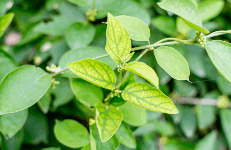 gluco-berry™-ingredient2-gymnema-sylvestre