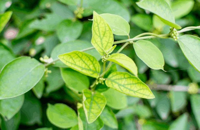 Gymnema Sylvestre ingredient in GlucoBerry