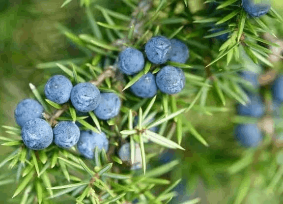 gluco-berry™-ingredient5-juniper-berry