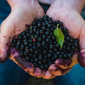 gluco-berry™-ingredient1-maqui-berry-xtract